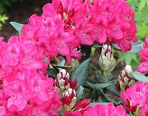 Рододендрон гибридный Нова Зембла